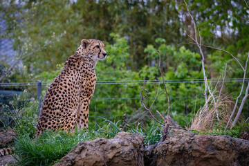 male cheetah sitting and guarding his teritory