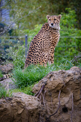 Fototapeta na wymiar male cheetah sitting and guarding his teritory