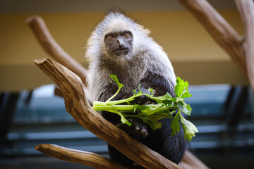 macaque eating vegetables © Jim Barris