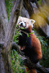 red panda eating bamboo on the tree
