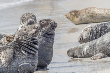 Seehunde und Robben am Strand von Helgoland (Helgoland-Düne)
