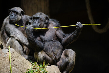 Obraz premium chimpanzee sitting on the rock and eating bamboo