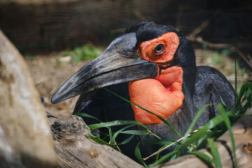 big bird liyng on the eggs
