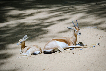 female and baby gazelle liyng on the sand