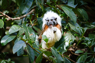 cotton-top tamarin sitting on the branches