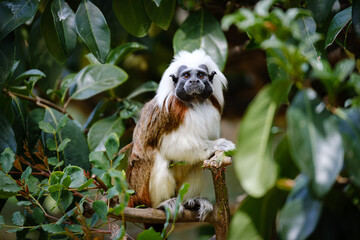 cotton-top tamarin sitting on the branches