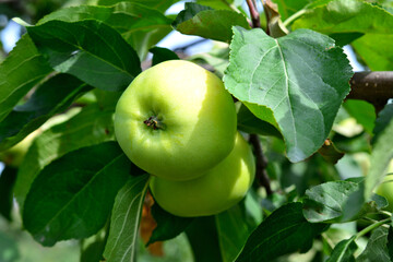 green apples on the branch in the garden in sunny day close up 