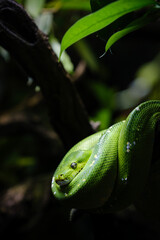 close up portrait of green tree python