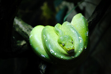close up portrait of green tree python