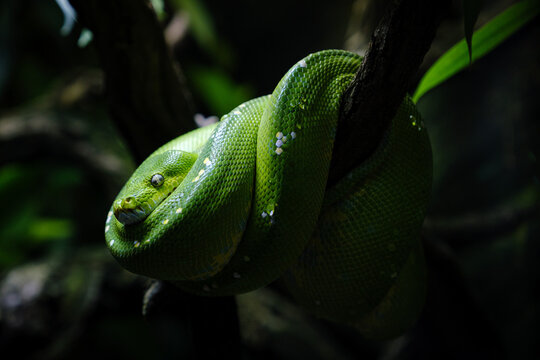 close up portrait of green tree python