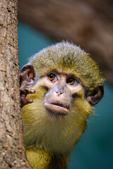 close up portrait of tamarin monkey