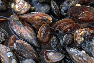Fresh raw sea mussels close up