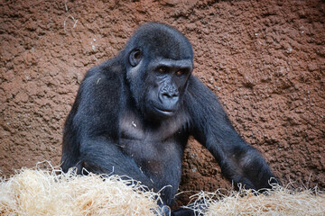 portrait of young primat gorilla sitting in the run