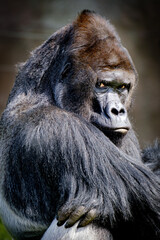 Obraz premium portrait of male primat gorilla in the nature