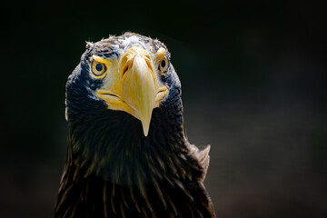 close portrait od stellers sea eagle (pacific sea eagle)
