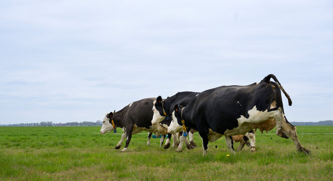 Cows running in grassy field for the first time after winter