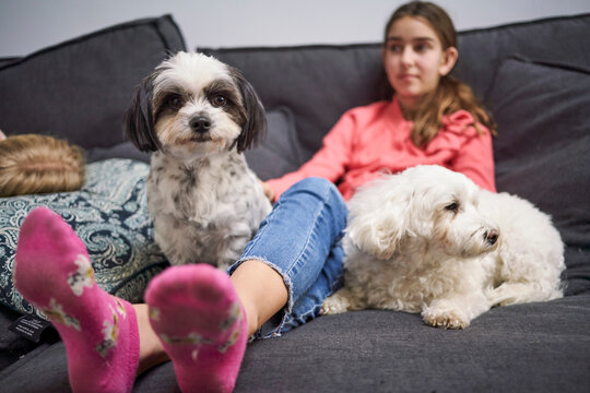 Girl resting with two dogs on sofa at home