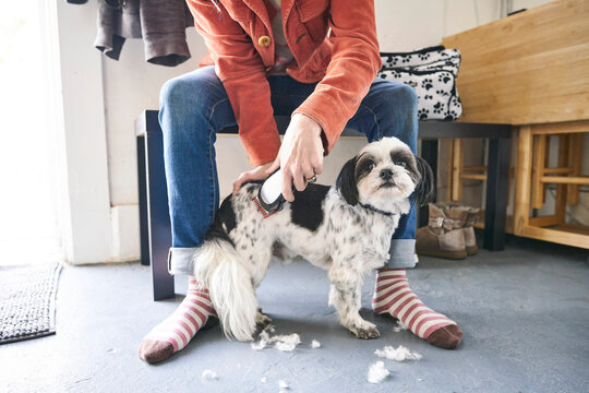 Woman trimming dog with electric hair clipper at home