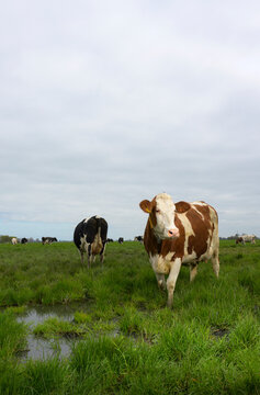 Netherlands, Friesland, Cows in grassy field in spring
