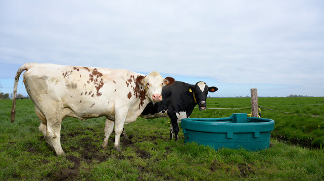 Netherlands, Friesland, Cows at trough in grassy field in spring