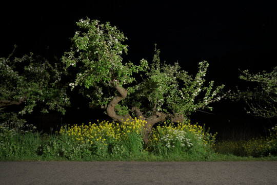 Netherlands, Gelderland, Fruit trees in bloom at night