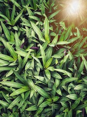 Green leaves and sun light flare effect vertical background wallpaper. 