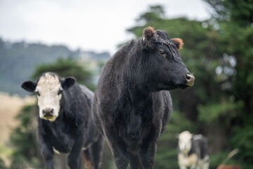 Fototapeta premium Close up of a black cows face in a field on a farm in the rain