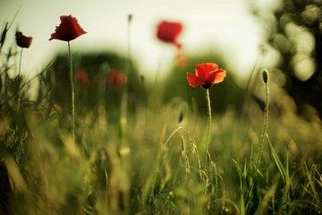 Field of red poppies and green grass in evening
