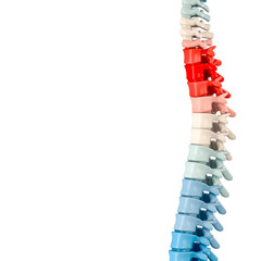 Coloured human spine on a white background.