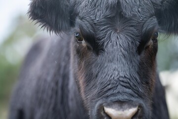 Close up of a black cows face in a field on a farm in the rain