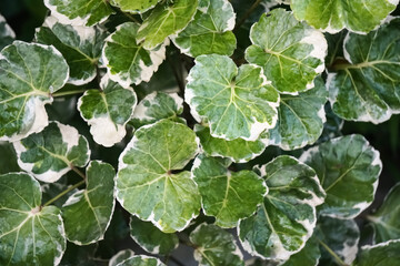 A green polyscious shrub growing by itself on the roadside in India.