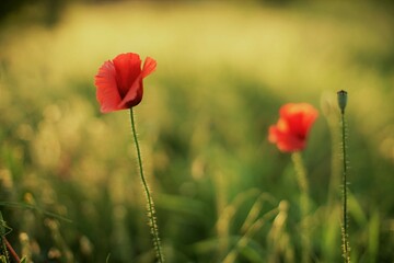Summer field of red poppies in bright evening light.