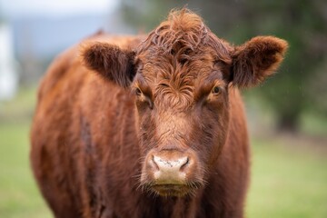 Close up of a black cows face in a field on a farm in the rain