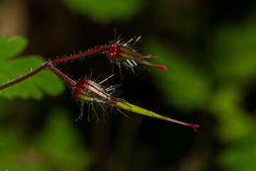 Macro Plante 13