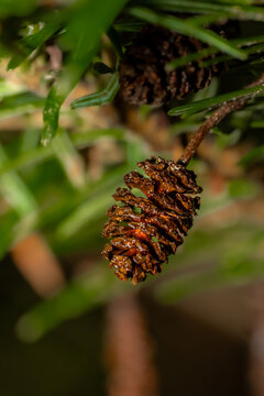 Macro Plante 19