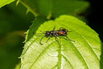 Fototapeta premium Macro insecte 17