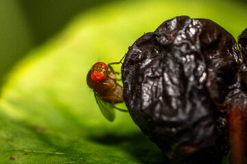 Macro insecte 15