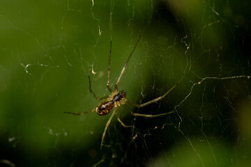 Macro insecte 13