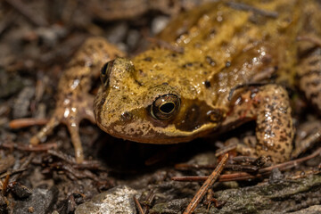 Macro Grenouille 3