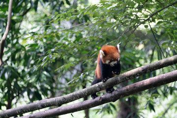 red panda walking through woods