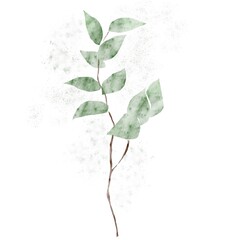 Watercolor eucalypt leaves. beautiful botanical watercolor hand drawn branches and green leaves. 