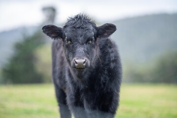 Fototapeta premium Close up of a black cows face in a field on a farm in the rain