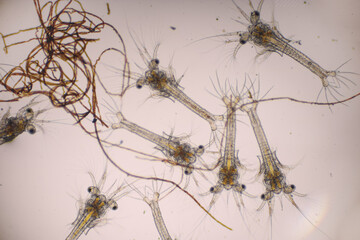 White shrimp. Zoea stage of Vannamei in light microscope, Shrimp larvae under a microscope, Nauplius, zoea, Larvae, Background.