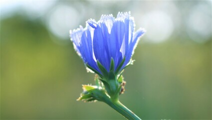 blue and white flower
