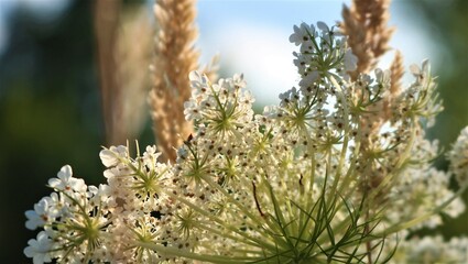 grass and flowers