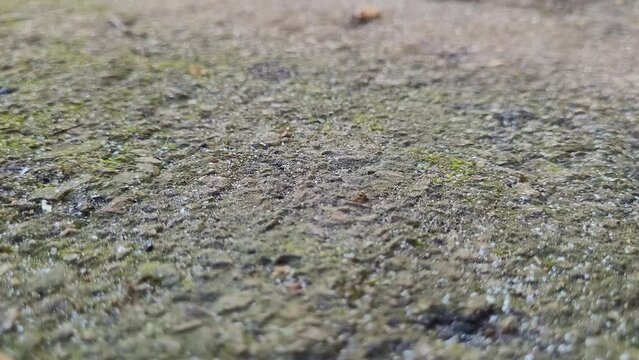 ants run on the asphalt