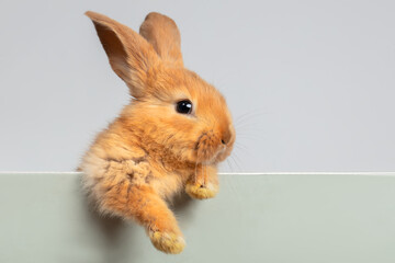 A funny red rabbit hung its fluffy paw on the board.