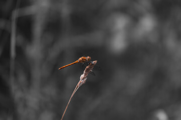 Blood red dragonfly on a plant