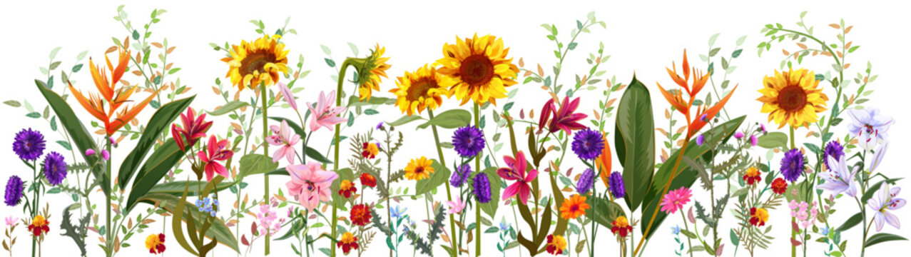 Horizontal autumn’s border: sunflower, aster, thistle, gerbera, marigold, daisy, heliconia flowers on white background. Digital draw, realistic illustration in watercolor style, panoramic view, vector
