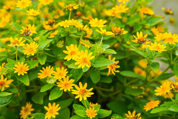 The flowers of Melampodium divaricatum also known as Hierba Aguada, Goldenbutton